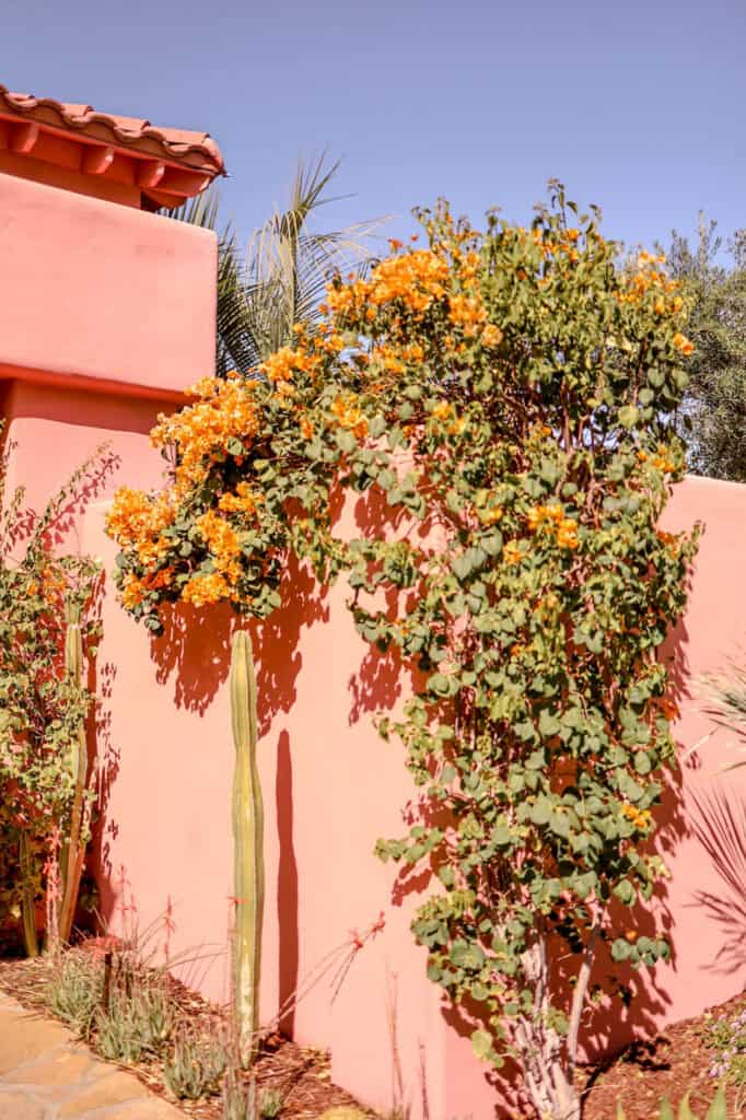 palm springs flowers against pink wall