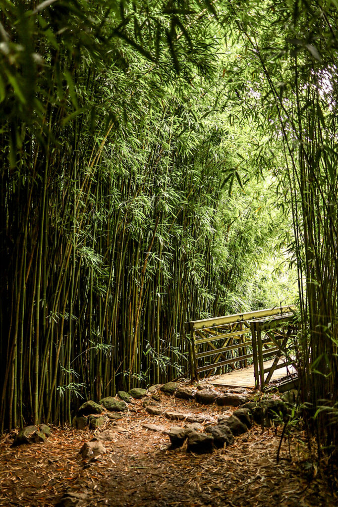 bamboo forest with bridge