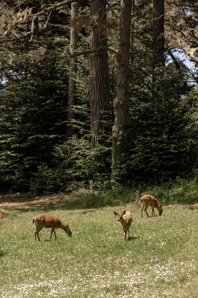 a family of deers at Russian Gulch State Park