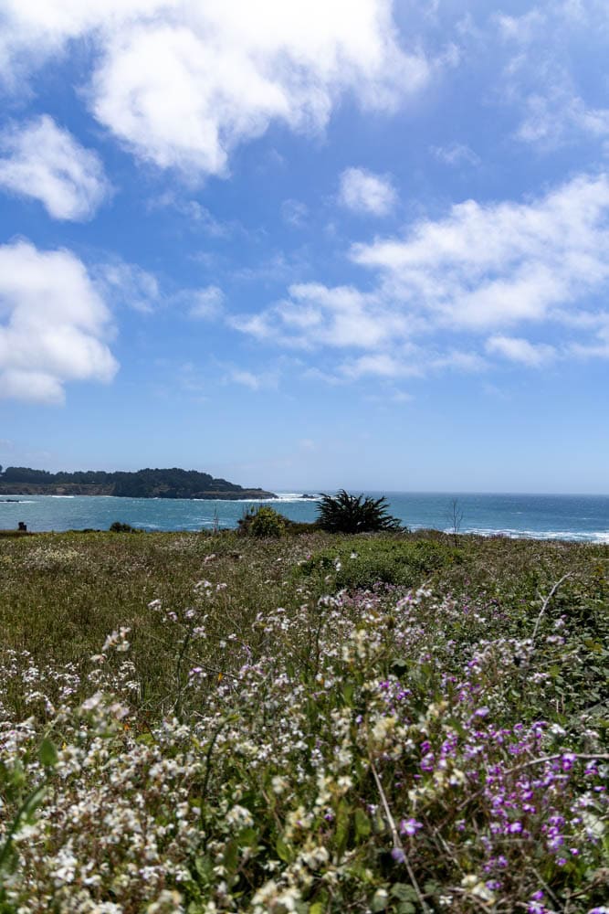 wildflowers at Mendocino Headlands State Park
