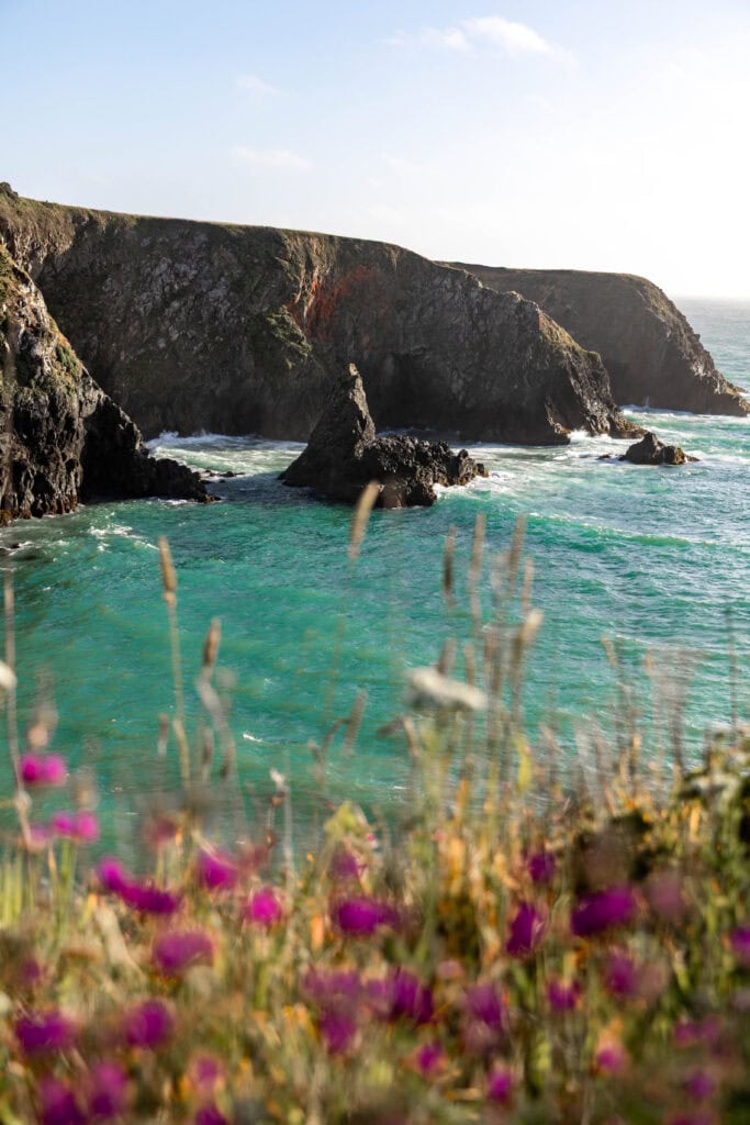 wildflowers surrounding the ocean in Mendocino