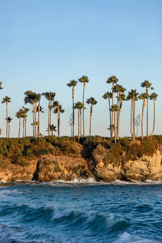 palm trees on cliff during golden hour at Crescent Bay Park