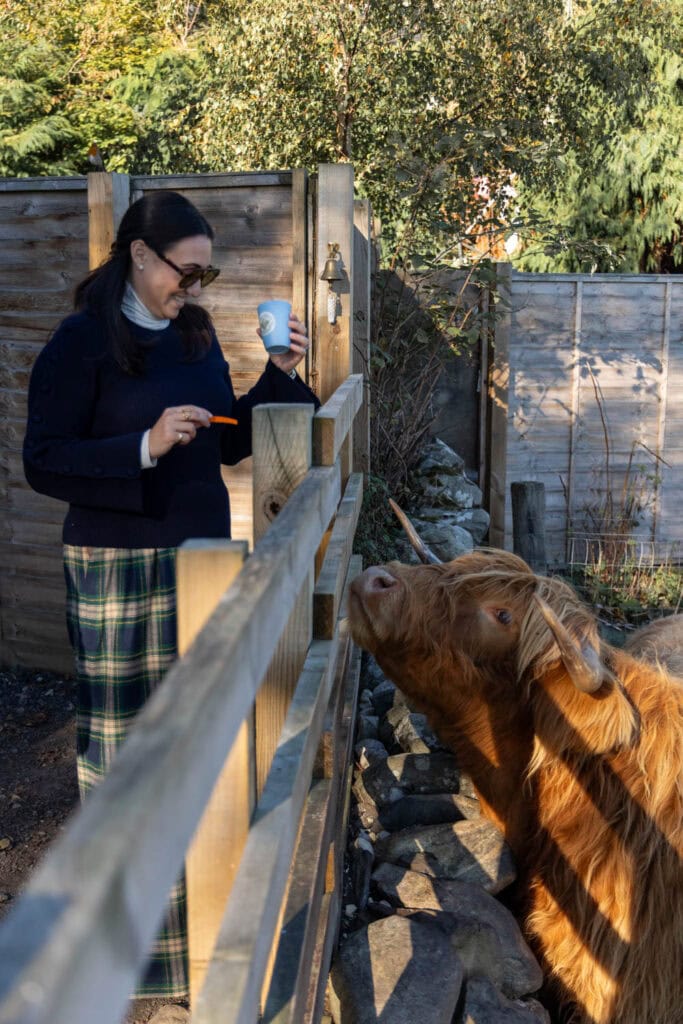 Woman feeding Highland cow in lush garden setting.