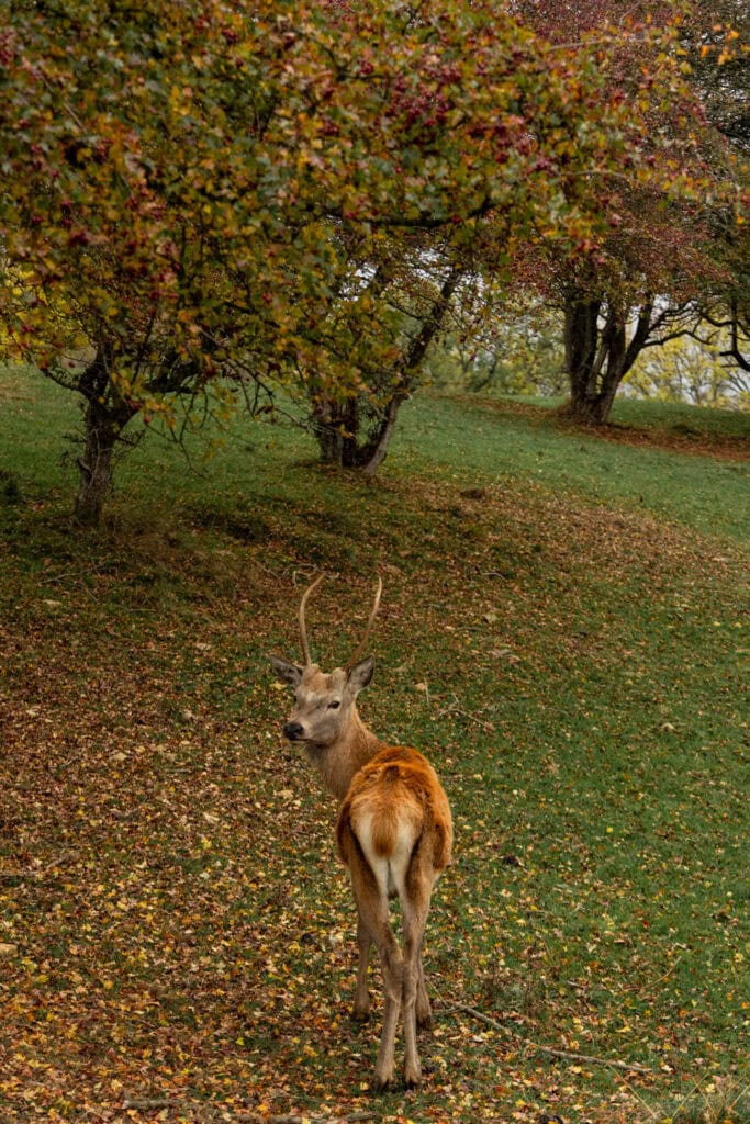 Majestic deer with antlers in colorful fall foliage scene.