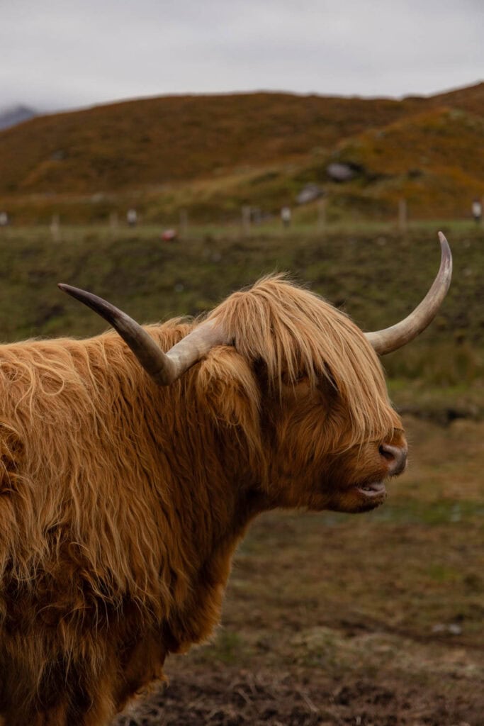an iconic Highland Cow at Cluanie Farm Inn in the highlands of Scotland