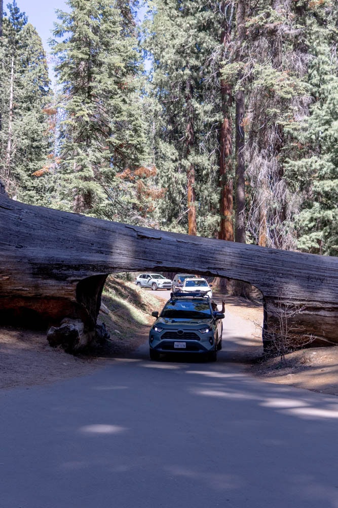 car driving through tree in Sequoia National Park