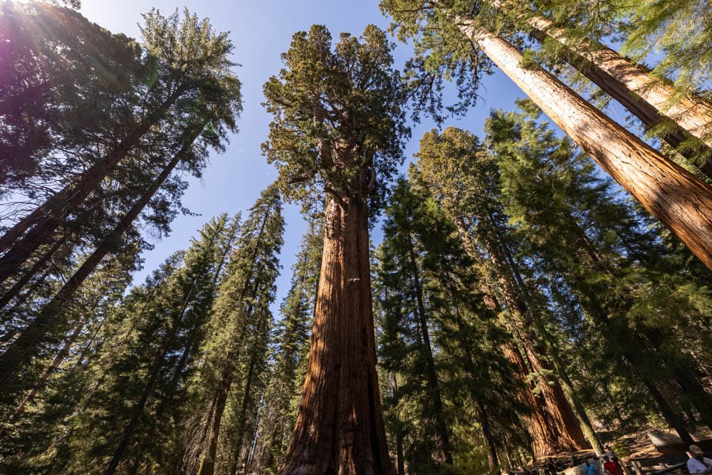 largest tree in the world in Sequoia National Park - General Sherman Tree