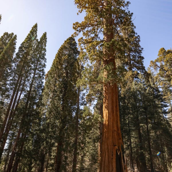 A Complete 1 Day in Sequoia National Park Itinerary