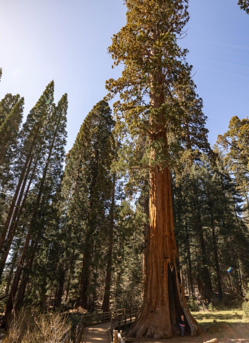 A Complete 1 Day in Sequoia National Park Itinerary