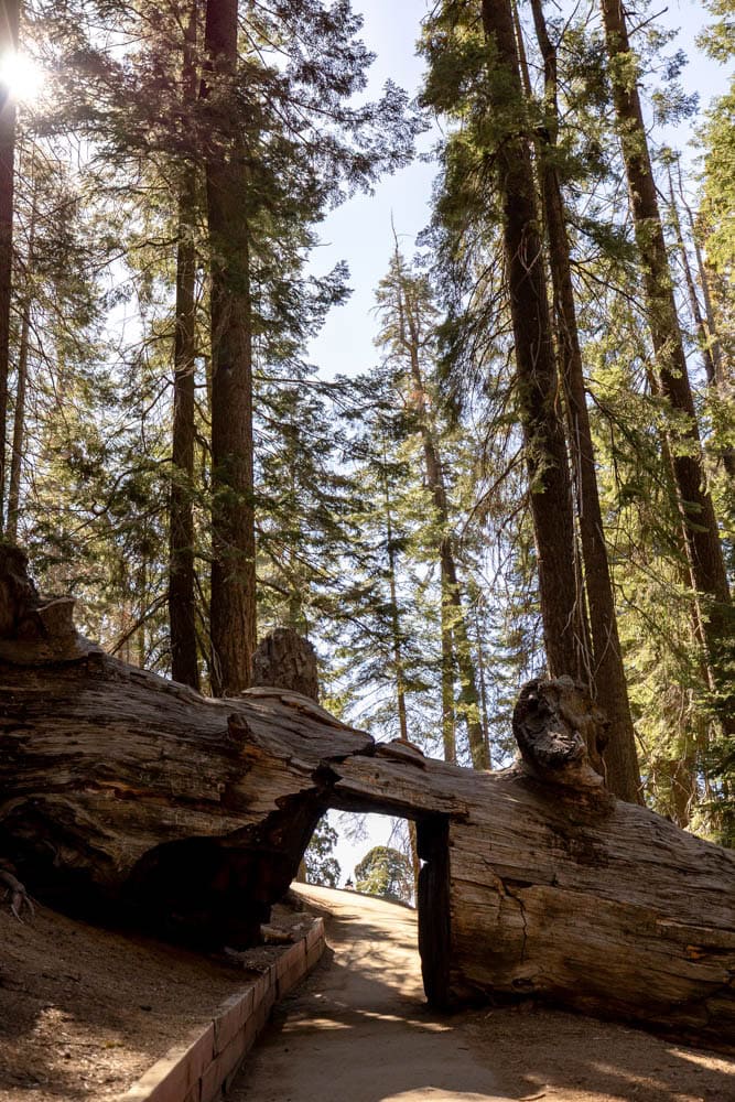 Ancient fallen tree in a lush forest with towering pine trees and sunlight filtering through the can.