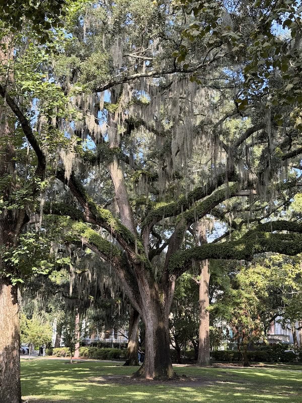 Large live oak tree with Spanish moss in a lush park setting.