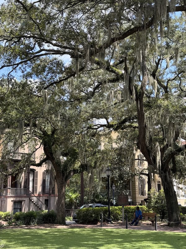 Large oak trees with Spanish moss in a city park with benches and buildings.